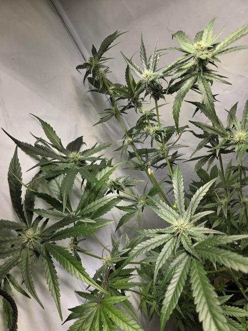 Dr.SkunkyKush: HUBU DopeBois & Sleezy. Week 11