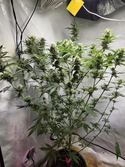 Dr.SkunkyKush: HUBU DopeBois & Sleezy. Week 11