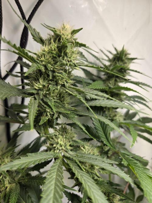 Dr.SkunkyKush: HUBU DopeBois & Sleezy. Week 11