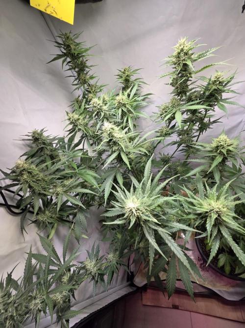 Dr.SkunkyKush: HUBU DopeBois & Sleezy. Week 11