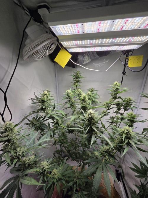 Dr.SkunkyKush: HUBU DopeBois & Sleezy. Week 11