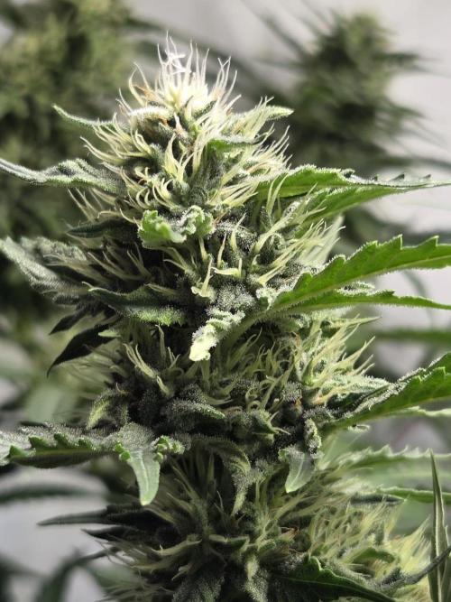 Dr.SkunkyKush: HUBU DopeBois & Sleezy. Week 11