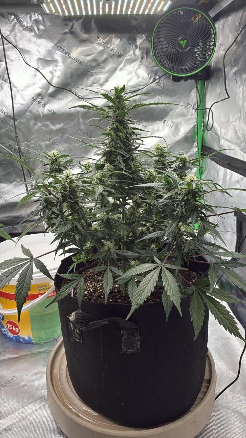 Dr.HanfDampf: SLEH Auto Seedsupplier. Week 10