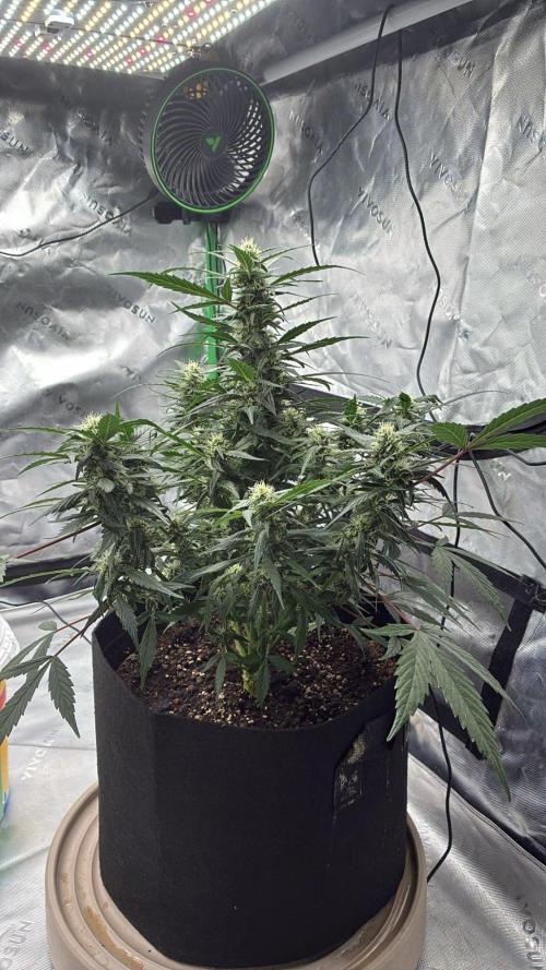 Dr.HanfDampf: SLEH Auto Seedsupplier. Week 10