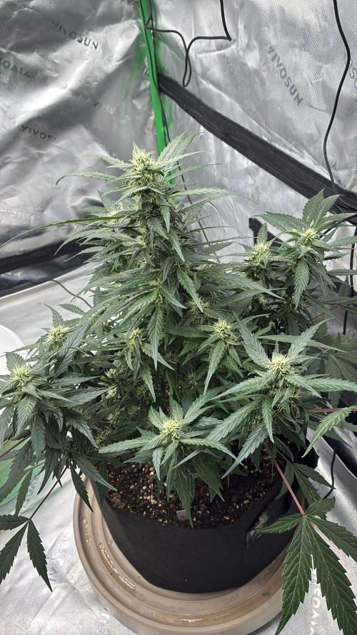 Dr.HanfDampf: SLEH Auto Seedsupplier. Week 10