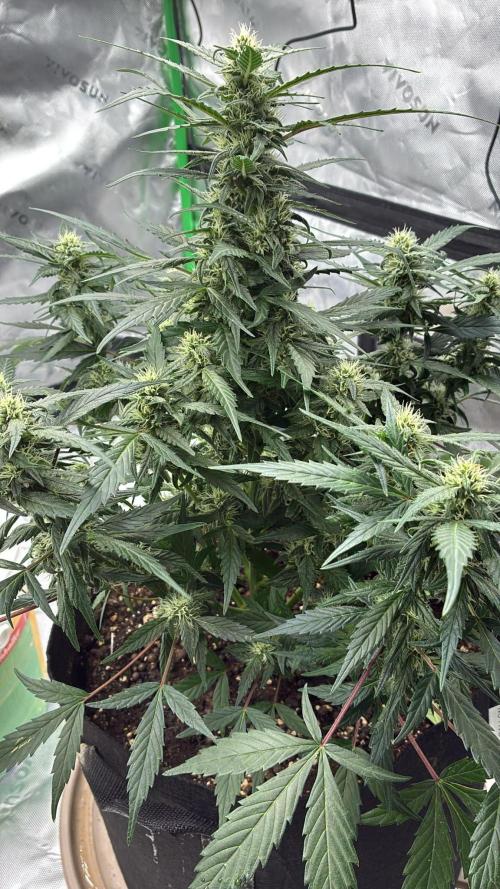 Dr.HanfDampf: SLEH Auto Seedsupplier. Week 10