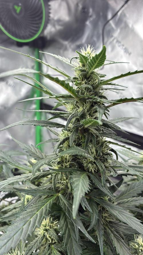 Dr.HanfDampf: SLEH Auto Seedsupplier. Week 10