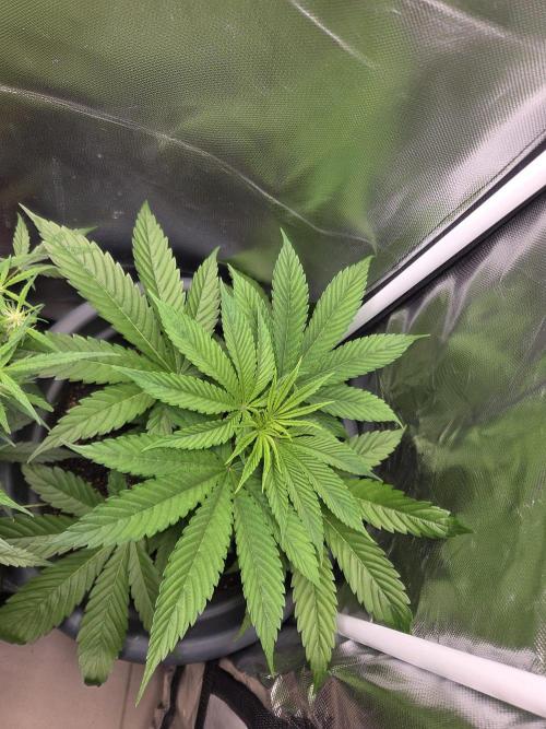 Dr.SkunkyKush: JAHE. Week 5
