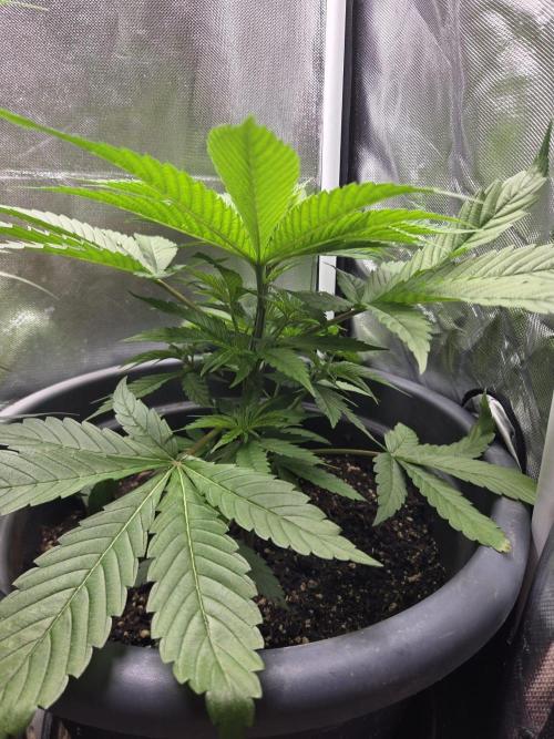 Dr.SkunkyKush: JAHE. Week 5