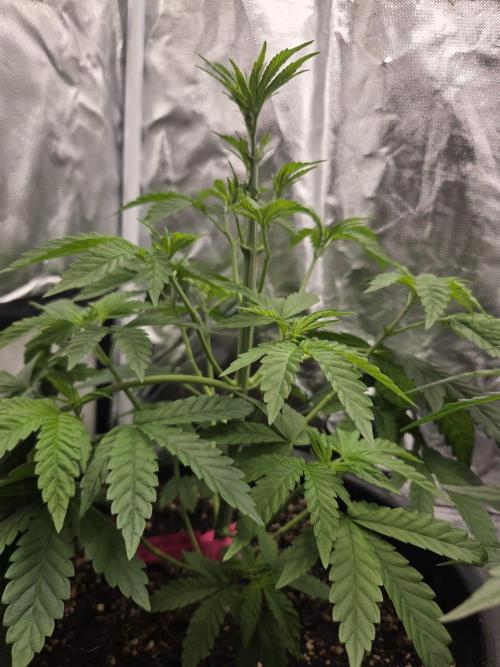 Dr.SkunkyKush: SLEC #4. Week 6