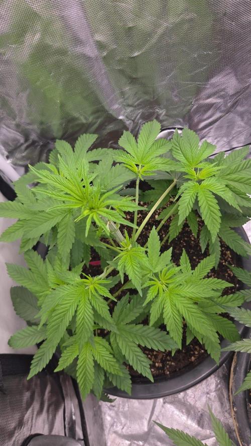 Dr.SkunkyKush: SLEC #4. Week 6