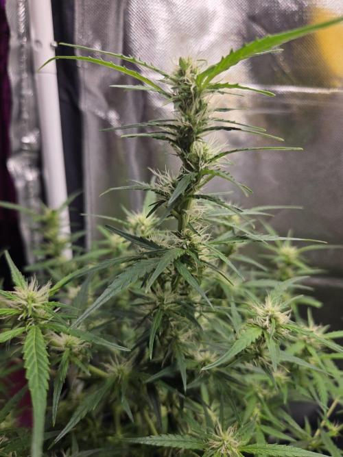 Dr.SkunkyKush: SOAK Auto. Week 9