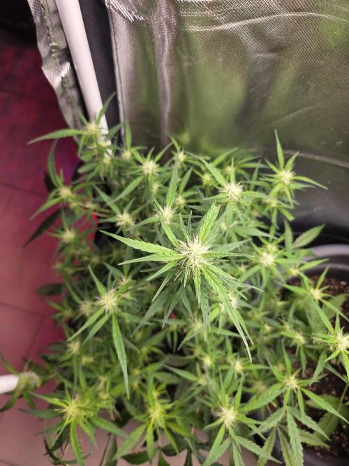 Dr.SkunkyKush: SOAK Auto. Week 9