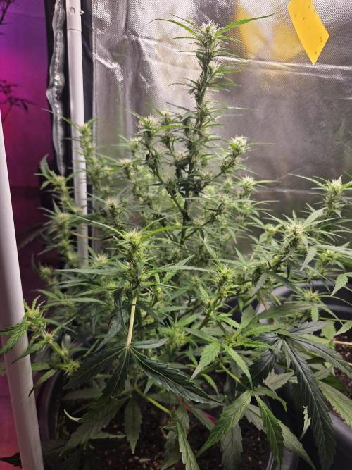 Dr.SkunkyKush: SOAK Auto. Week 9