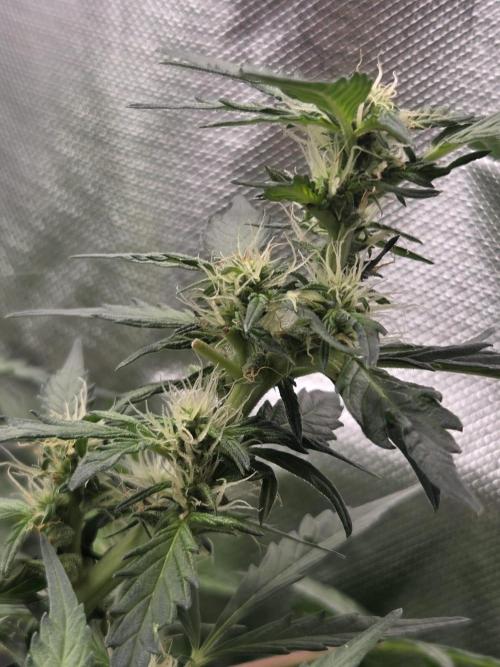 Dr.SkunkyKush: HMKU Auto. Week 9