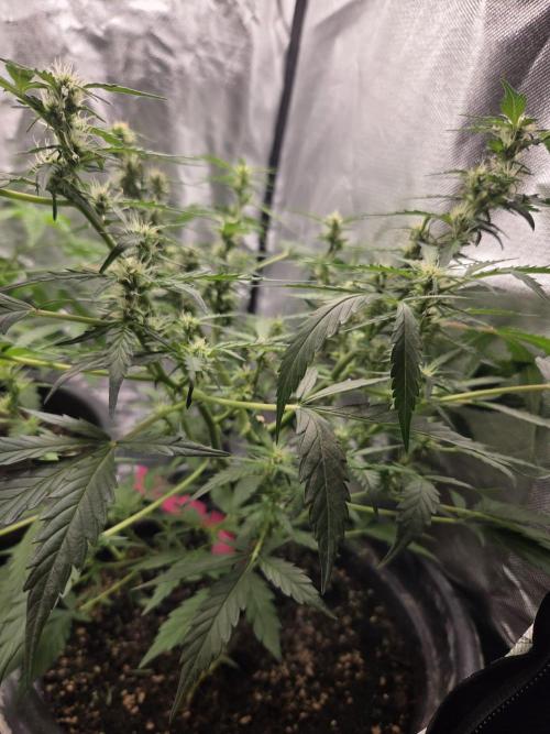Dr.SkunkyKush: HMKU Auto. Week 9