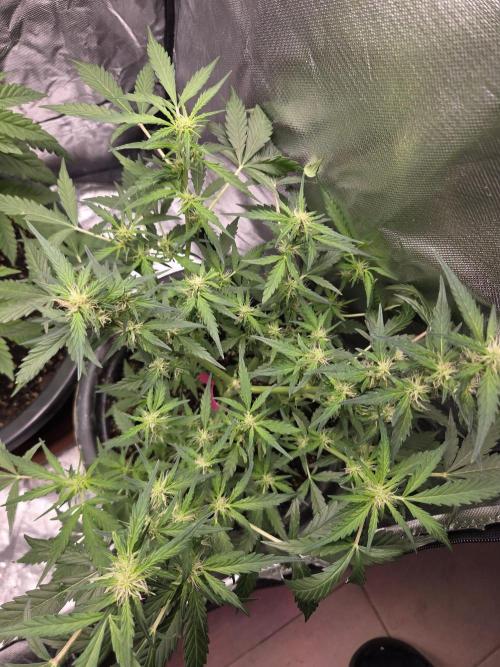 Dr.SkunkyKush: HMKU Auto. Week 9