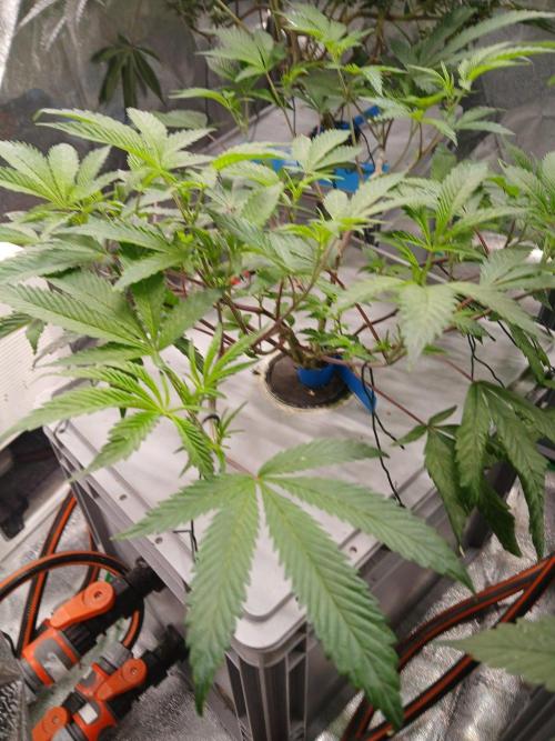 BLSK Gen5 RDWC. Week 10