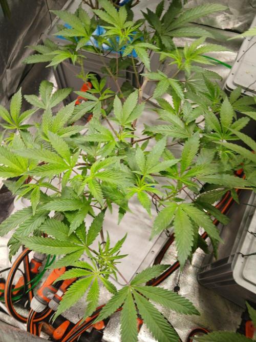BLSK Gen5 RDWC. Week 10