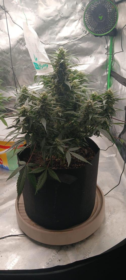Dr.HanfDampf: SLEH Auto Seedsupplier. Week 11
