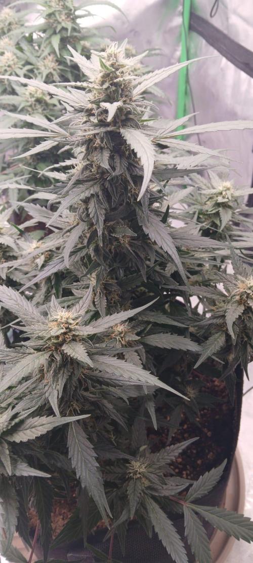 Dr.HanfDampf: SLEH Auto Seedsupplier. Week 11