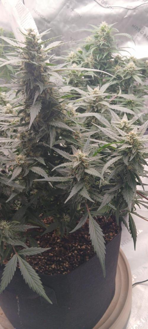 Dr.HanfDampf: SLEH Auto Seedsupplier. Week 11