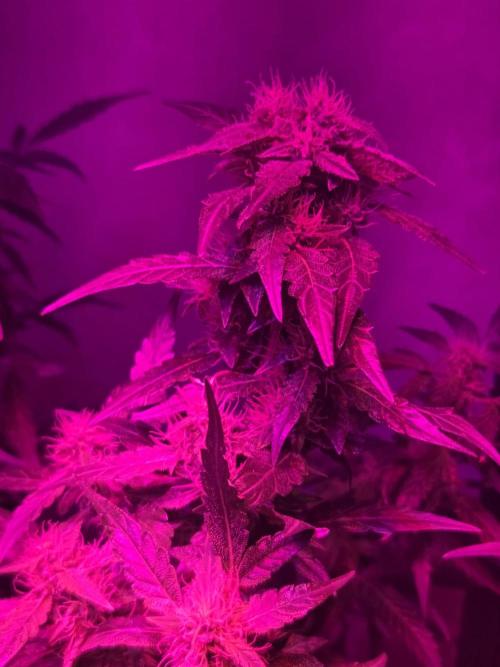 Dr.SkunkyKush: PIEX Auto. Week 12