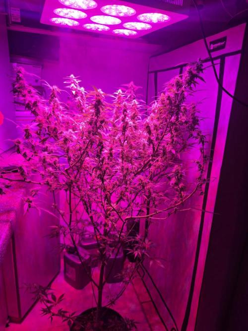 Dr.SkunkyKush: PIEX Auto. Week 12