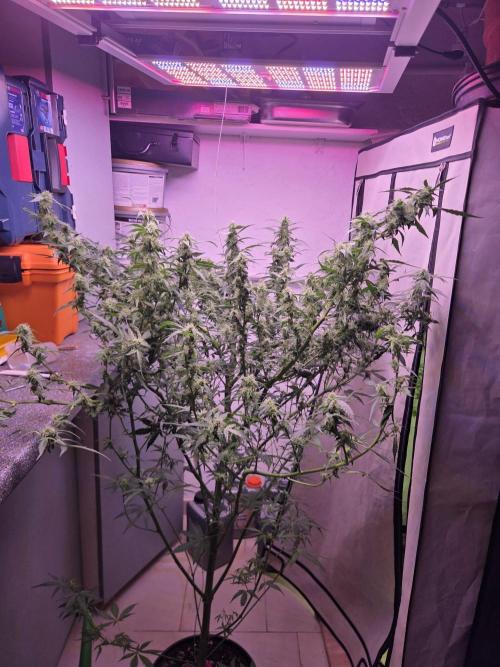 Dr.SkunkyKush: PIEX Auto. Week 12