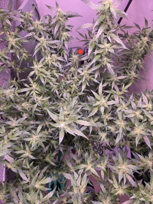 Dr.SkunkyKush: PIEX Auto. Week 12