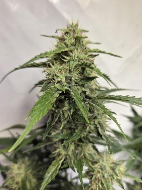 Dr.SkunkyKush: HUBU DopeBois & Sleezy. Week 12