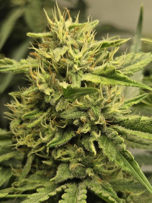 Dr.SkunkyKush: HUBU DopeBois & Sleezy. Week 12