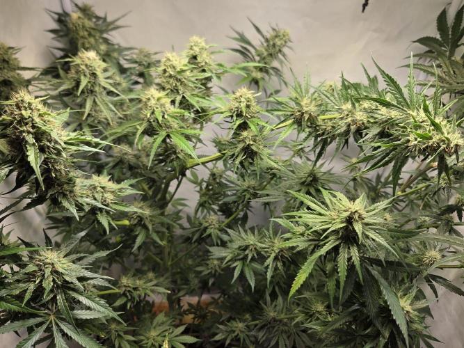 Dr.SkunkyKush: HUBU DopeBois & Sleezy. Week 12