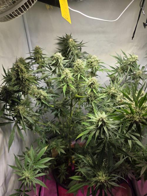 Dr.SkunkyKush: HUBU DopeBois & Sleezy. Week 12