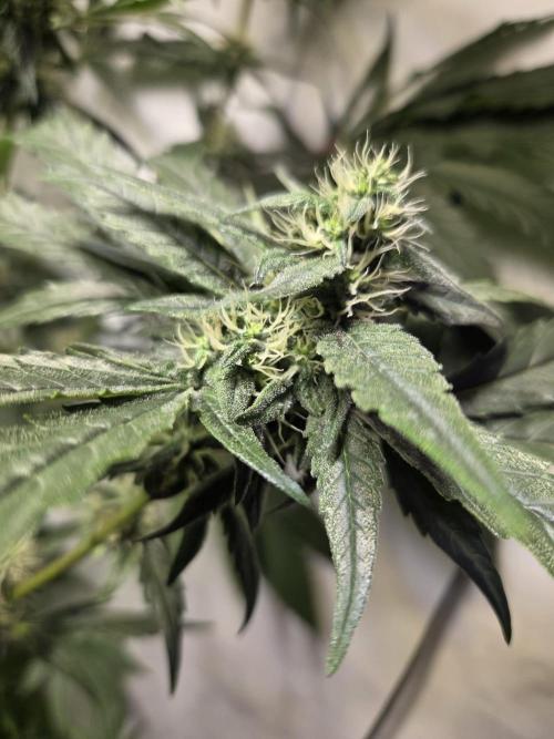 Dr.SkunkyKush: HUBU DopeBois & Sleezy. Week 12