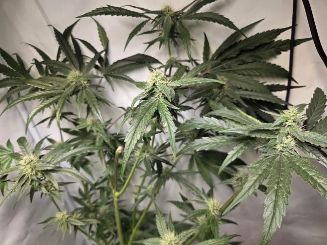 Dr.SkunkyKush: HUBU DopeBois & Sleezy. Week 12