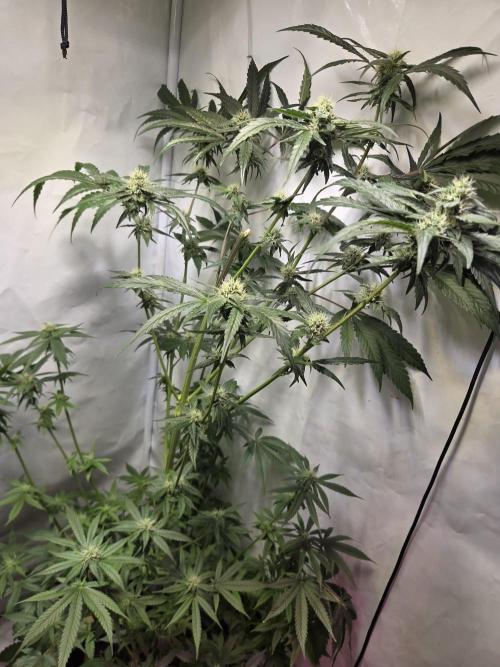 Dr.SkunkyKush: HUBU DopeBois & Sleezy. Week 12