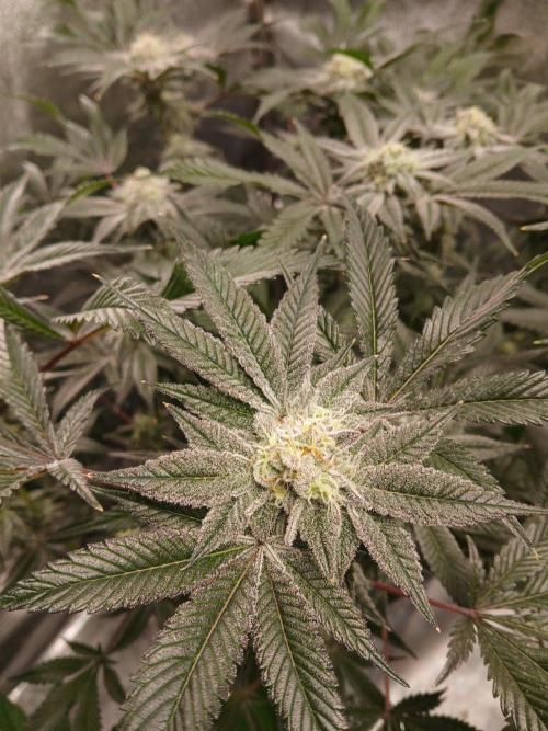 DAIN RDWC TopShelfClones.at Cut#8Cultiva. Week 16