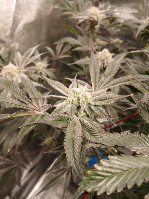 DAIN RDWC TopShelfClones.at Cut#8Cultiva. Week 16