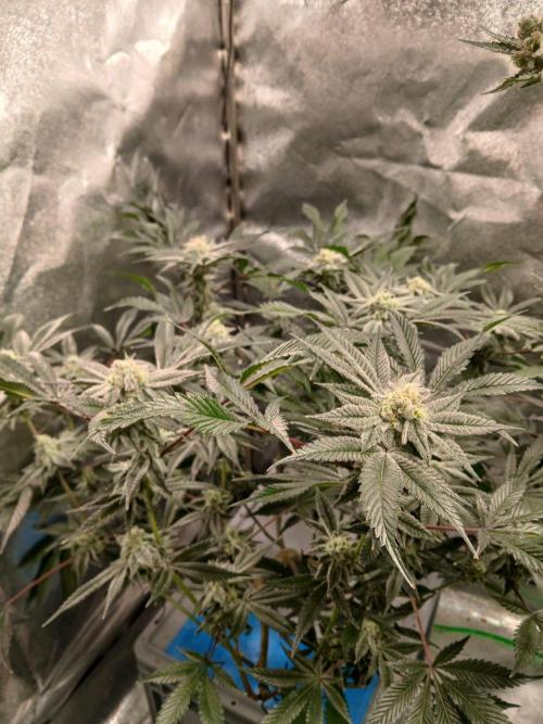 DAIN RDWC TopShelfClones.at Cut#8Cultiva. Week 16