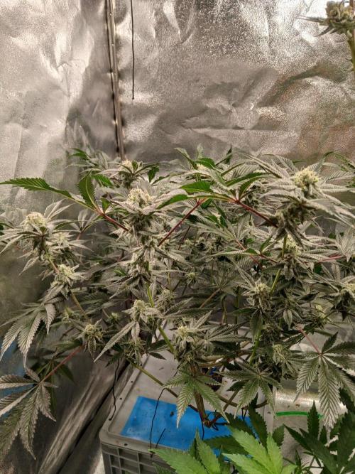 DAIN RDWC TopShelfClones.at Cut#8Cultiva. Week 16