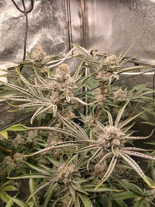 PLOT RDWC. Week 17