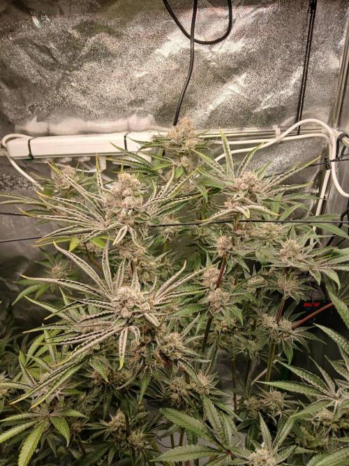 PLOT RDWC. Week 17