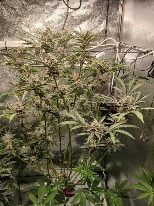 PLOT RDWC. Week 17