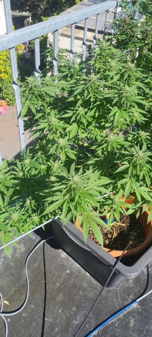 LoisenFarm: GOCO Outdoor (Findling). Week 20