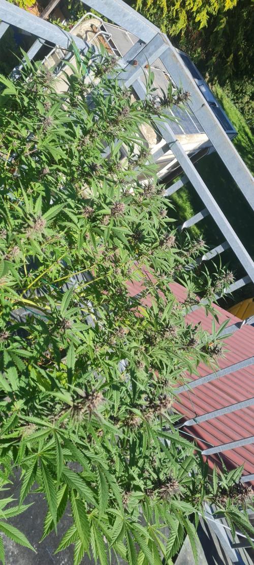 LoisenFarm: TRCH OSS OUTDOOR. Week 22