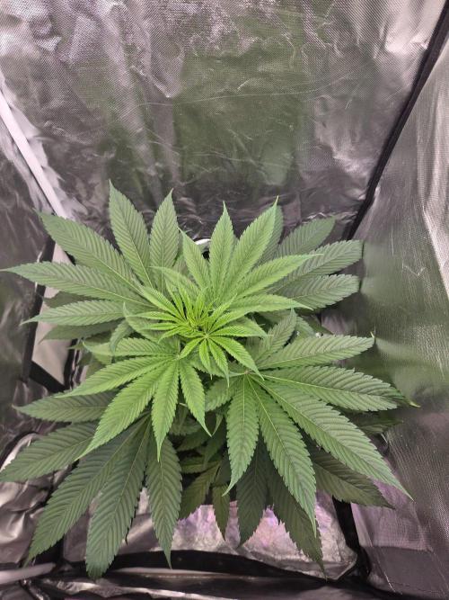 Dr.SkunkyKush: JAHE. Week 6