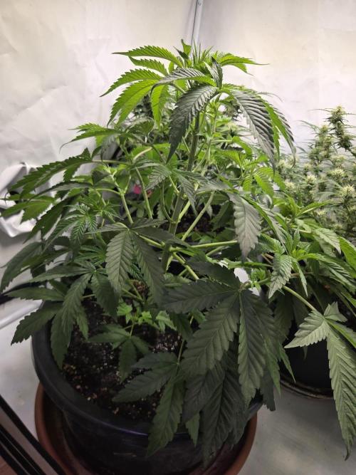 Dr.SkunkyKush: SLEC #4. Week 7