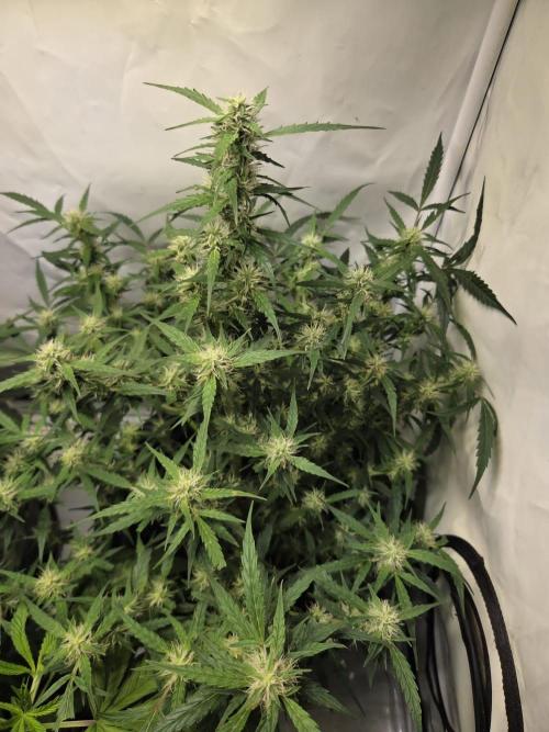 Dr.SkunkyKush: SOAK Auto. Week 10
