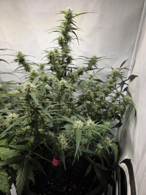 Dr.SkunkyKush: SOAK Auto. Week 10